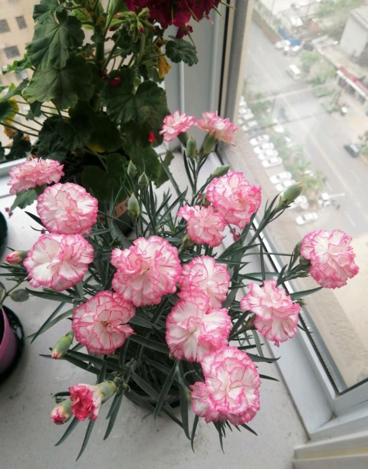 6朵粉色康乃馨, 独自纯洁而美丽！