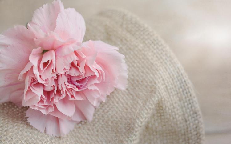 深入了解6朵粉色康乃馨的隐秘语言！