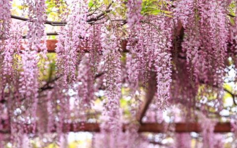 舒缓压力的紫藤花语，享受自然的花园生活