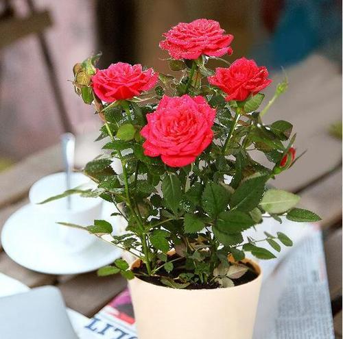 【开启浪漫之门】25朵玫瑰花语，让我们的感情更加深厚！