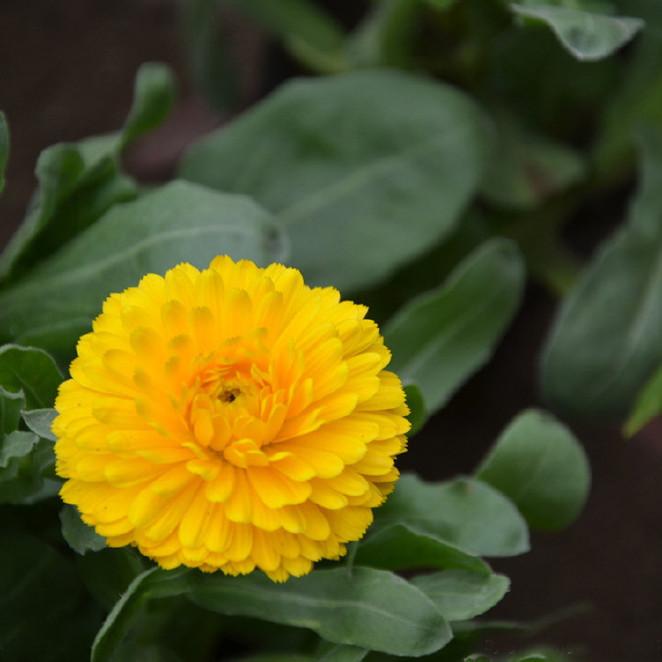 金盏花的花语：揭示这个黄色小花的五彩缤纷内涵