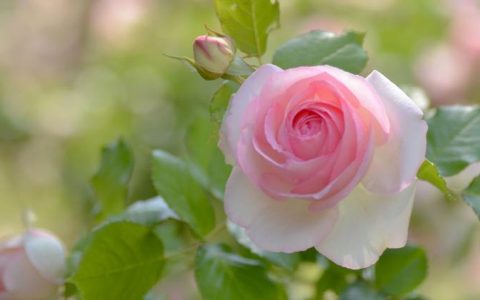 素雅浓情的粉色玫瑰，9朵花语带你领略缤纷花海