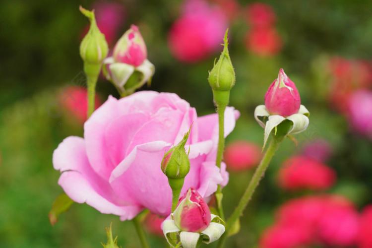 52朵玫瑰花语之粉玫瑰——关注欢乐与热恋