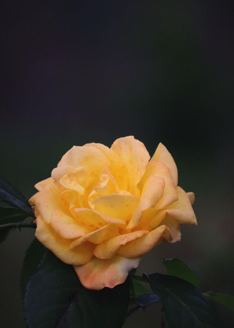 黄玫瑰的花语含义，总结一下！
