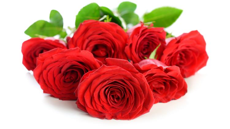 【紫红玫瑰花花语】——神秘和热情的表达