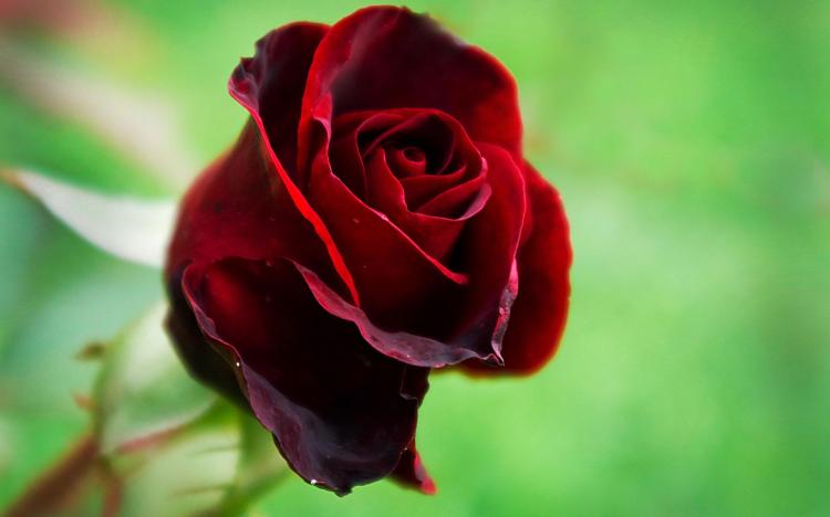 赏花不仅仅是看，26种花语让你更懂玫瑰