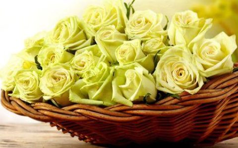 黄玫瑰的花语和象征意义，展现出花卉的世界奥妙
