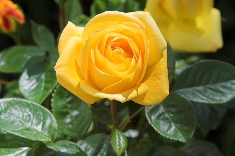 黄玫瑰的花语和象征意义，详细揭秘