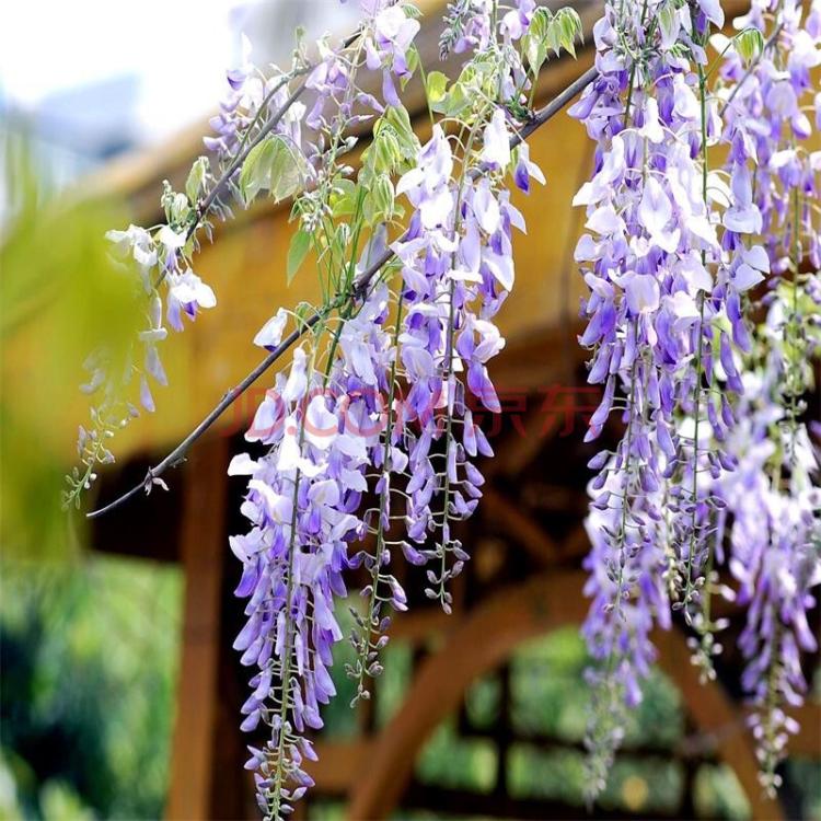 紫藤花的花语与意义：浪漫、感性和美丽