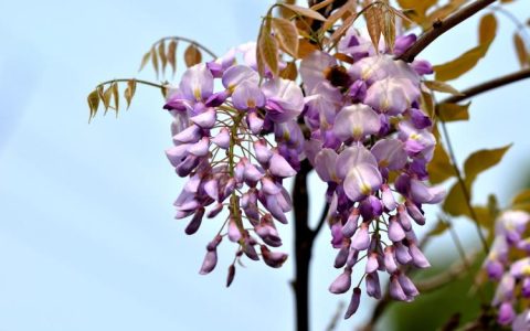 紫藤花的花语和意义：传达美好和温馨