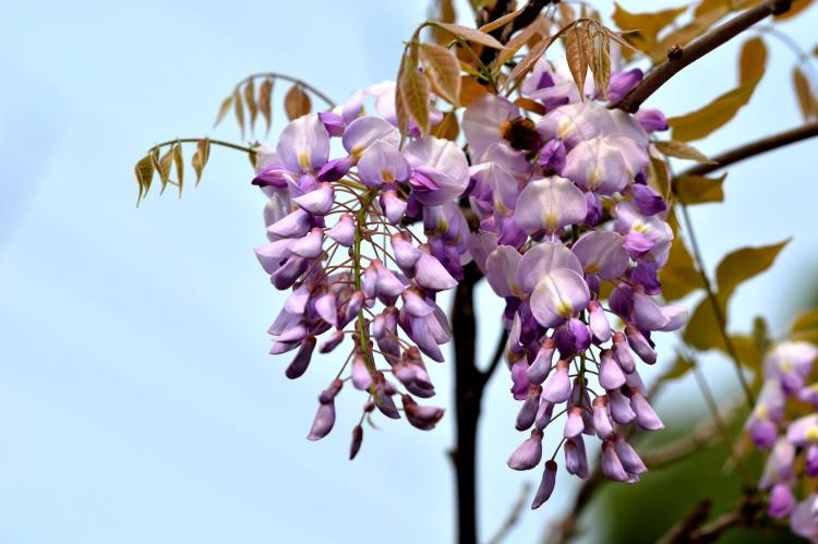 紫藤花的花语和意义：传达美好和温馨