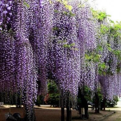 紫藤花的花语：传递爱情和美好祝福