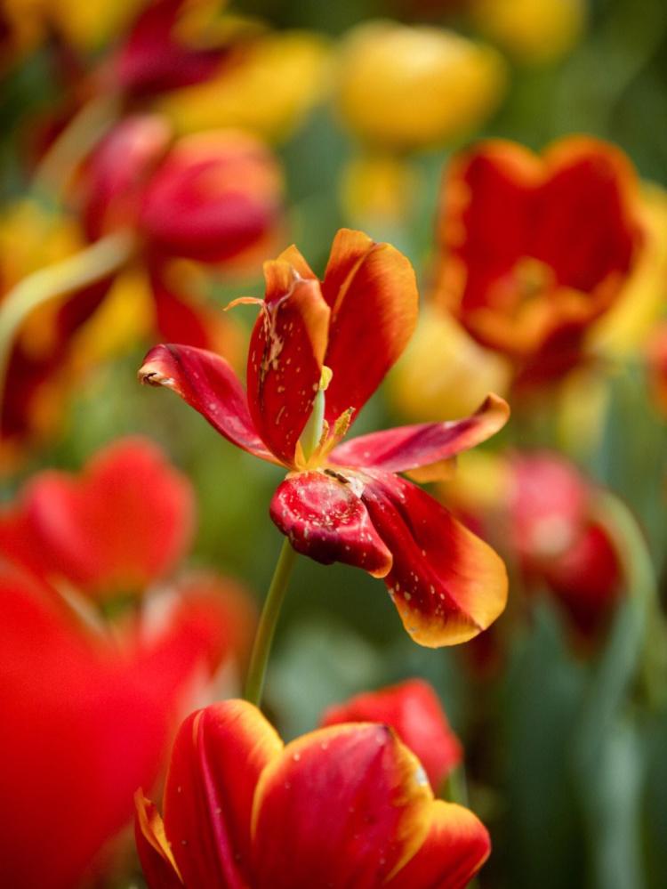 红色郁金香的花语和寓意，隐含了哪些情感？