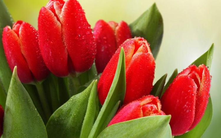 看红色郁金香花开，读懂情感与意义！