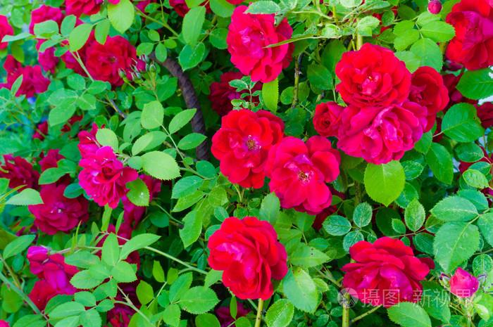 19只粉红色玫瑰花花语的解读，表达心意从此so easy！