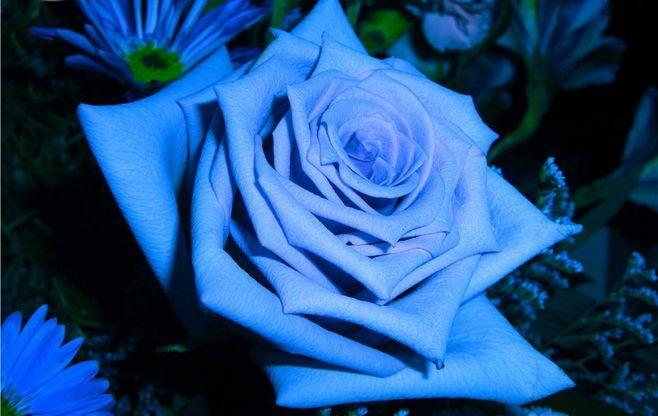 天空之恋，唯美暖心：蓝色玫瑰花语真的那么美吗？