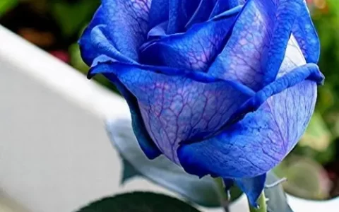 花季独清，不落俗套：倾心赏析蓝色玫瑰的魅力