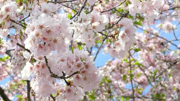 了解樱花花语，让你在赏花之余更能感受其美丽！