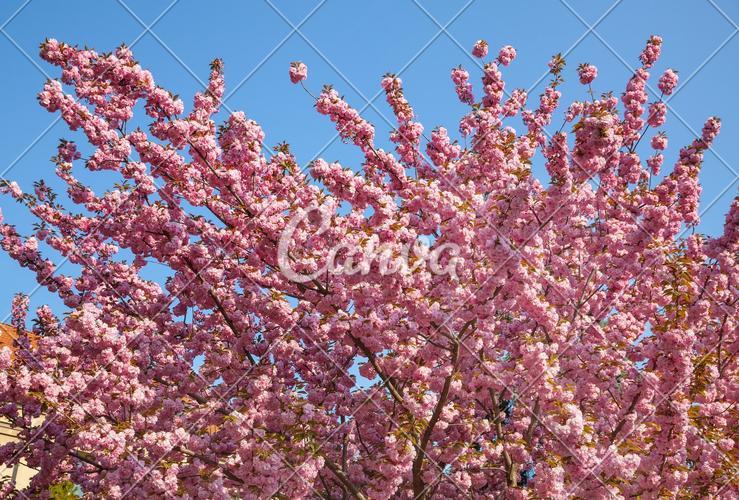 樱花的花语都有哪些？掌握这些知识你就能更好地欣赏这些花了！