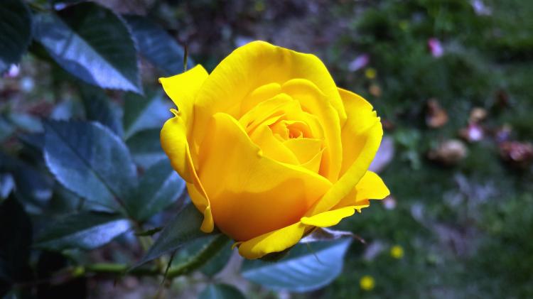 【黄玫瑰十朵】花语传递好感情，你get了吗？