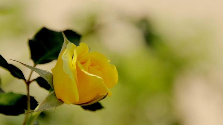 【黄玫瑰祝福】11种花语，祝福你开心快乐！