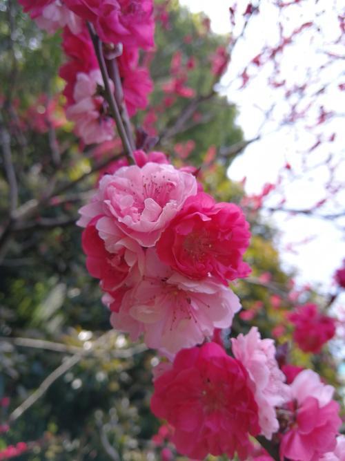 防“疫”夏季的碧桃多肉养护技巧，让你的花朵更加艳丽