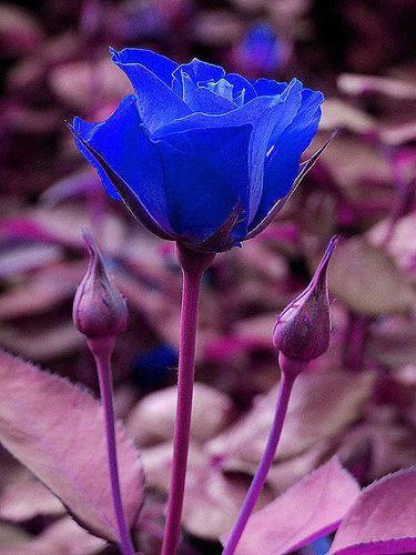 33种蓝色妖姬花语的奥秘，解除花朵所传递的神秘信息
