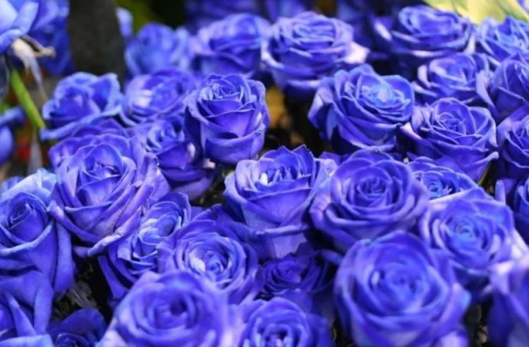 蓝色妖姬的33种花语，了解每种寓意的花卉语言