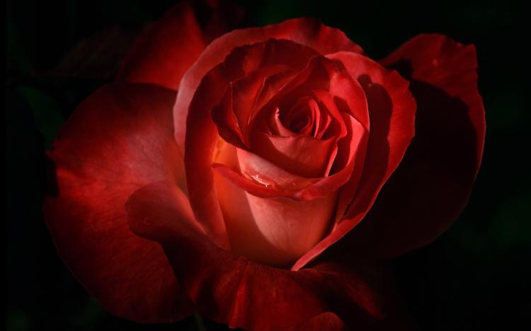 橙色玫瑰与爱情的联系：这种花卉如何表达爱情之情感？