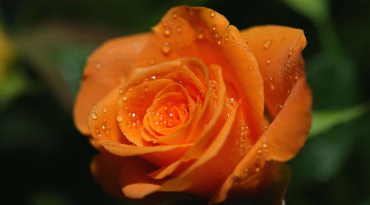 橙色玫瑰花语在不同场合的运用：生日、情人节、结婚纪念日等