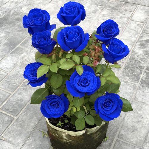 三枝蓝色妖姬的花语，演绎浪漫情怀