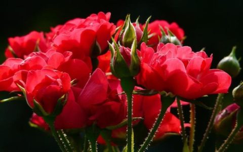 献给爱人的玫瑰花语，暖心的情话藏在每一朵花里