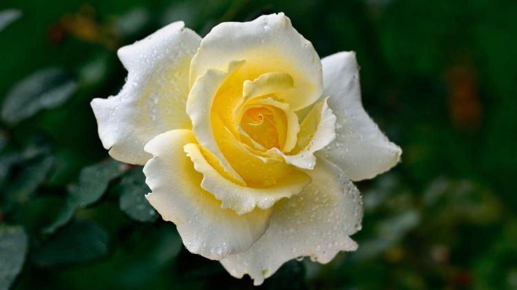 黄玫瑰的花语及与人生不同阶段的相关性