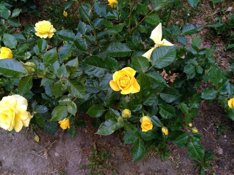 黄玫瑰的花语及其与其他颜色花语的区别