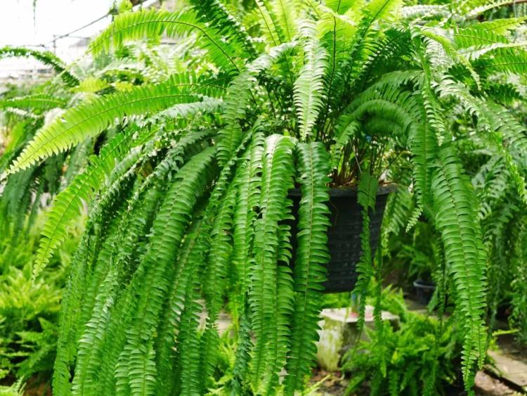凤尾蕨属，突显绿色植物的美感和品质！