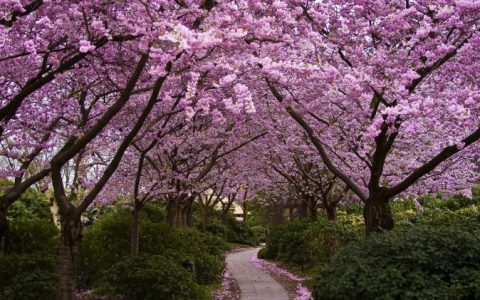 【文化之旅】赏樱之际，领略樱花源远流长的寓意