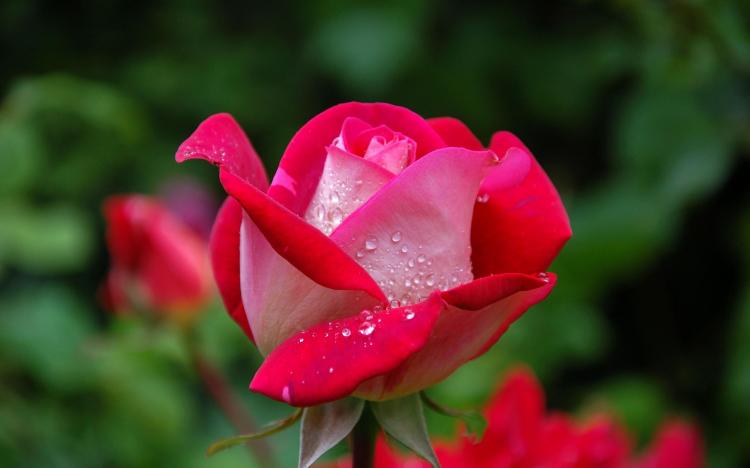 玫瑰的爱之符：浪漫的花语与情话