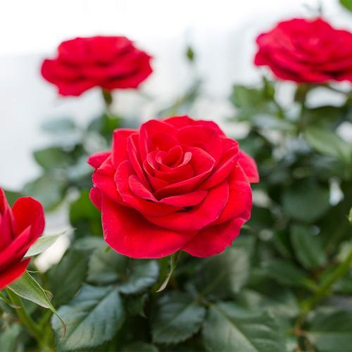 红玫瑰花语大全：浪漫的凝视与深情告白