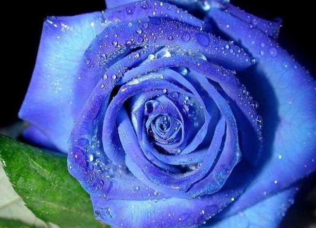 蓝色妖姬52朵花卉的含义：每一个朵花都有着别样的表达方式