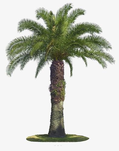 棕榈树的花语：追求自然与和谐的生活方式