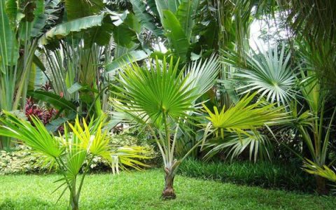 棕榈树的象征意义：宁静、祥和与温馨的生活