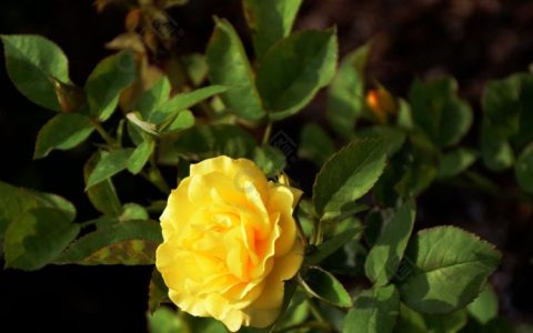 花语学堂：黄玫瑰和红玫瑰真正的区别！