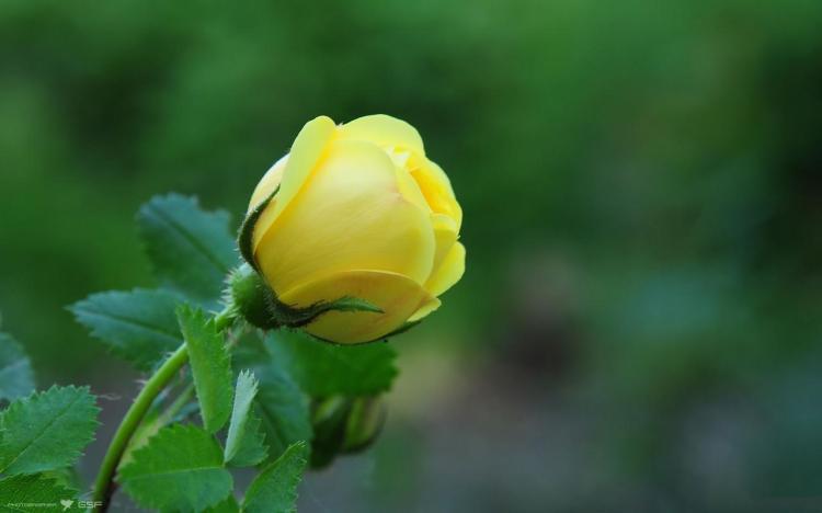 黄玫瑰的花语是什么？让我们拨开迷雾！
