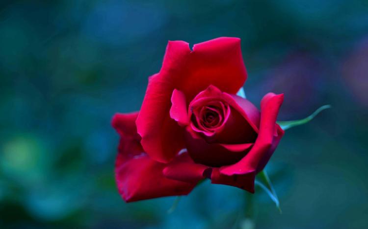 【心心相印】——12朵红玫瑰所传达的感情和意义