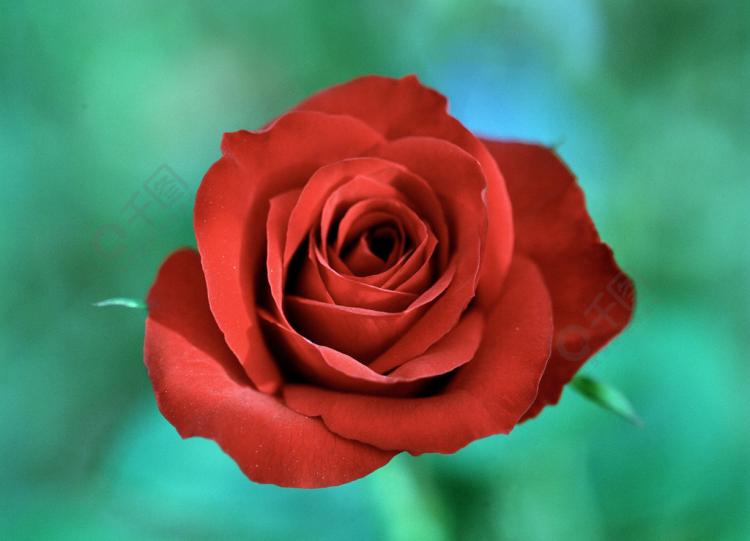 【激情四溢】——12朵红玫瑰花语的情感表达