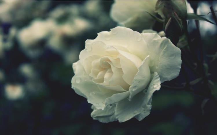 【必背之选】红玫瑰与白玫瑰语录，用心守护每一份感情！