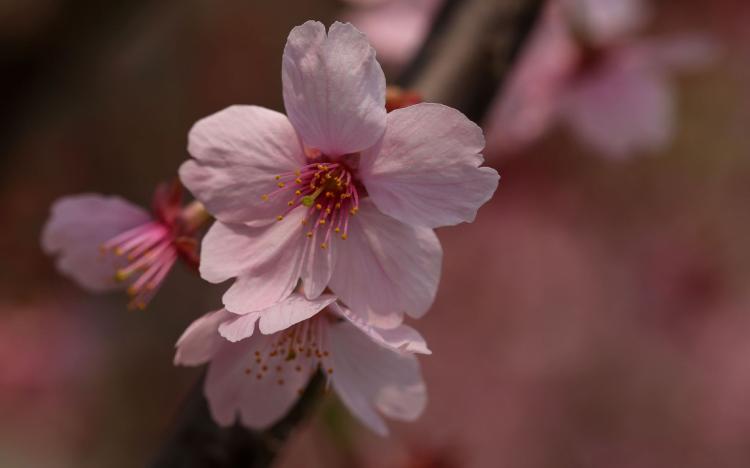 樱花无罪：美丽的花朵为何不应被带上不吉利的标签？