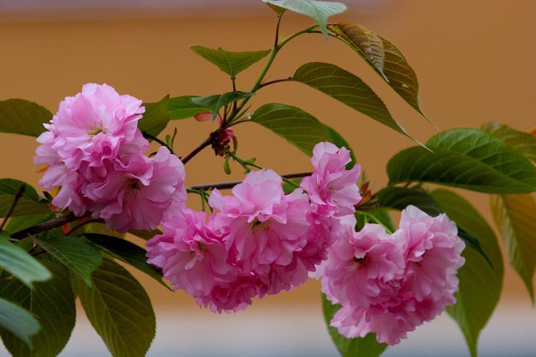 樱花的花语：美丽与不吉利兼备？