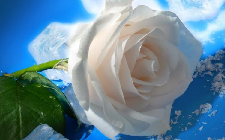 白玫瑰送给男生，最适合的场合是？