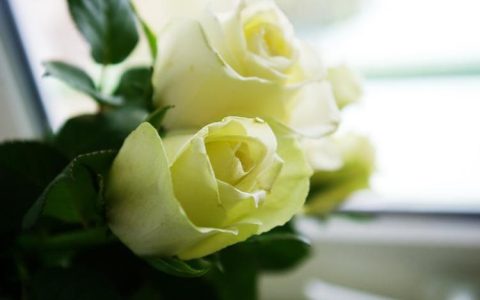 白玫瑰代表的是祝福，送男生是否合适？